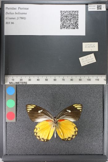 Media type: image;   Entomology 128301